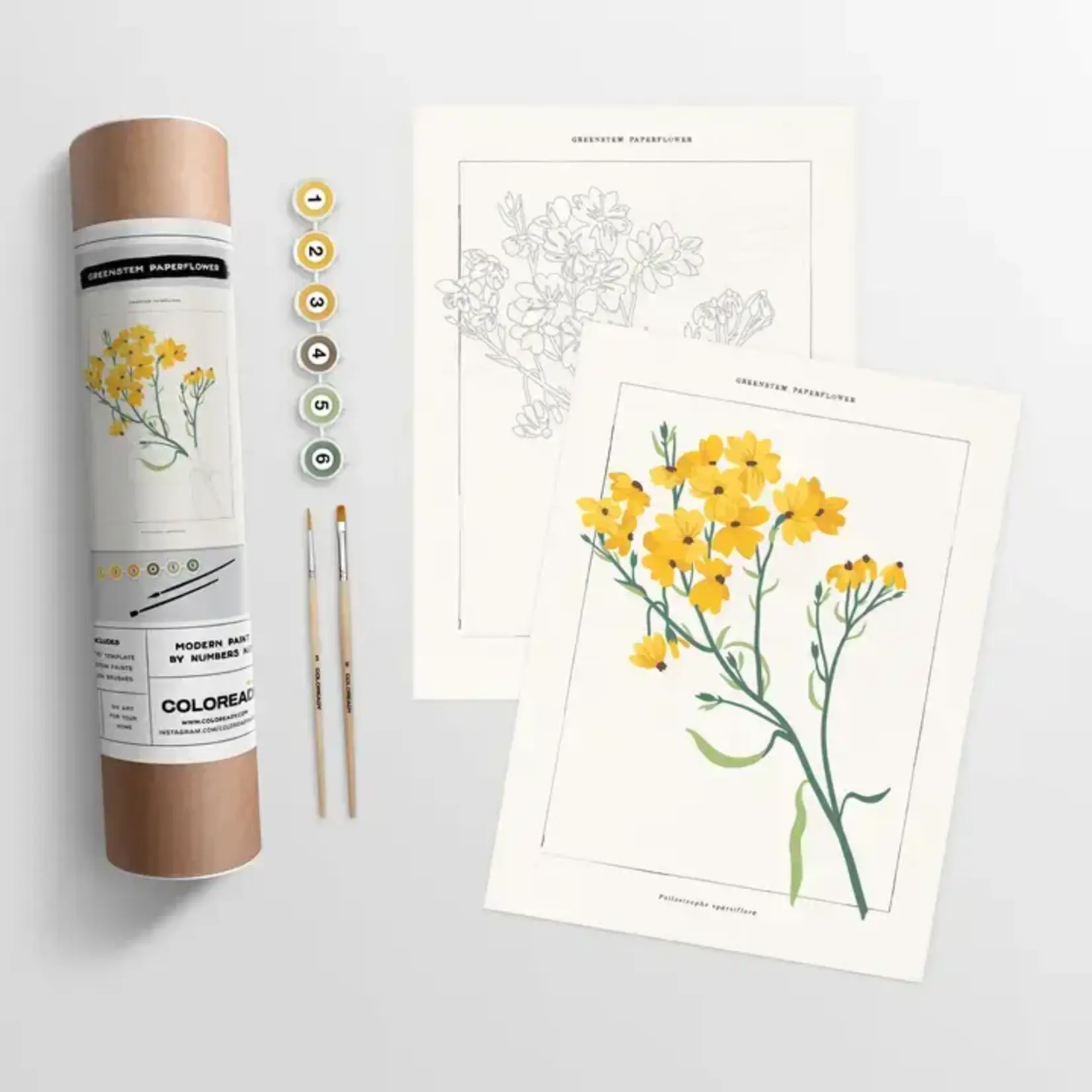 Coloready Greenstem Paperflower Botanical | Paint By Numbers Kit