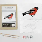 Coloready Bird Study : Robin  |  Modern Paint By Numbers Kit