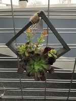 My New Favorite Thing Hanging Frame Wood Square Grey w/Succulents
