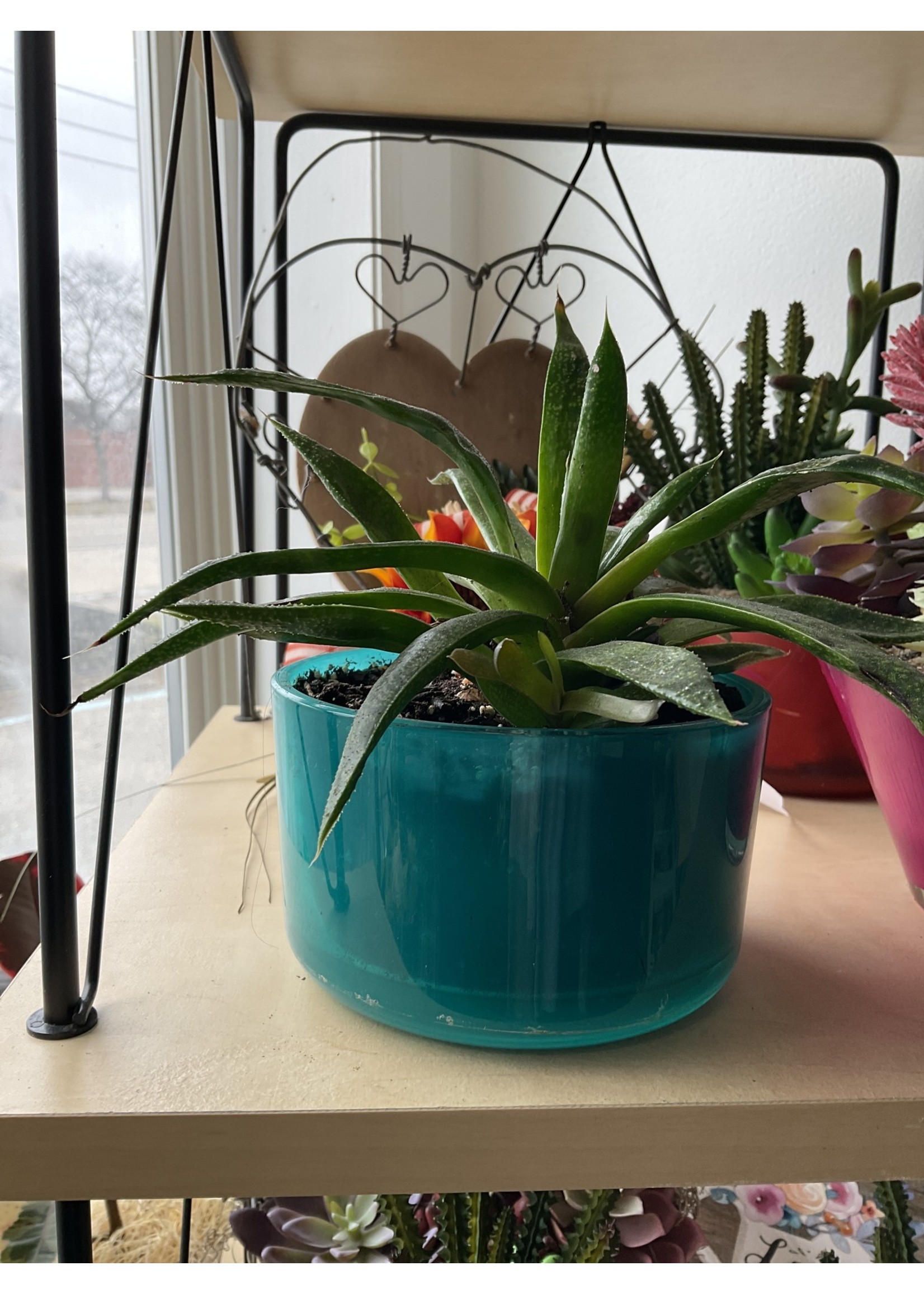 My New Favorite Thing Succulent in Teal Pot