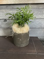 My New Favorite Thing Plant/Pot Combo Parlor Palm in Brown Ceramic