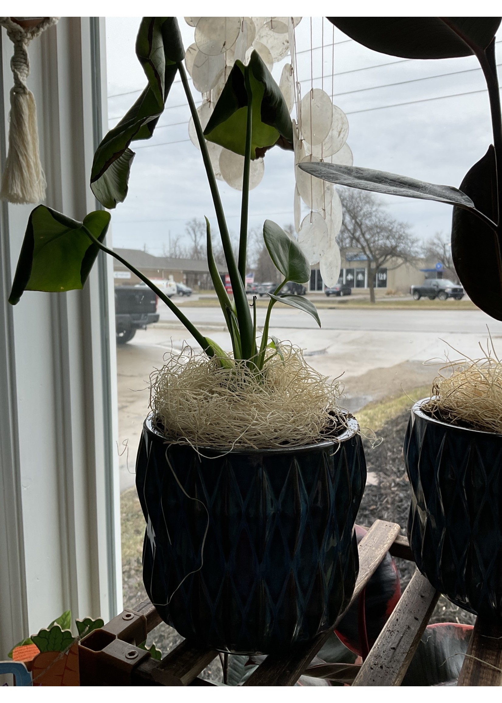 My New Favorite Thing Plant/Pot Combo- Deliciosa in Royal Blue Ribbed Ceramic