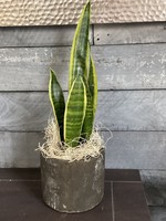 My New Favorite Thing Plant Snake Plant