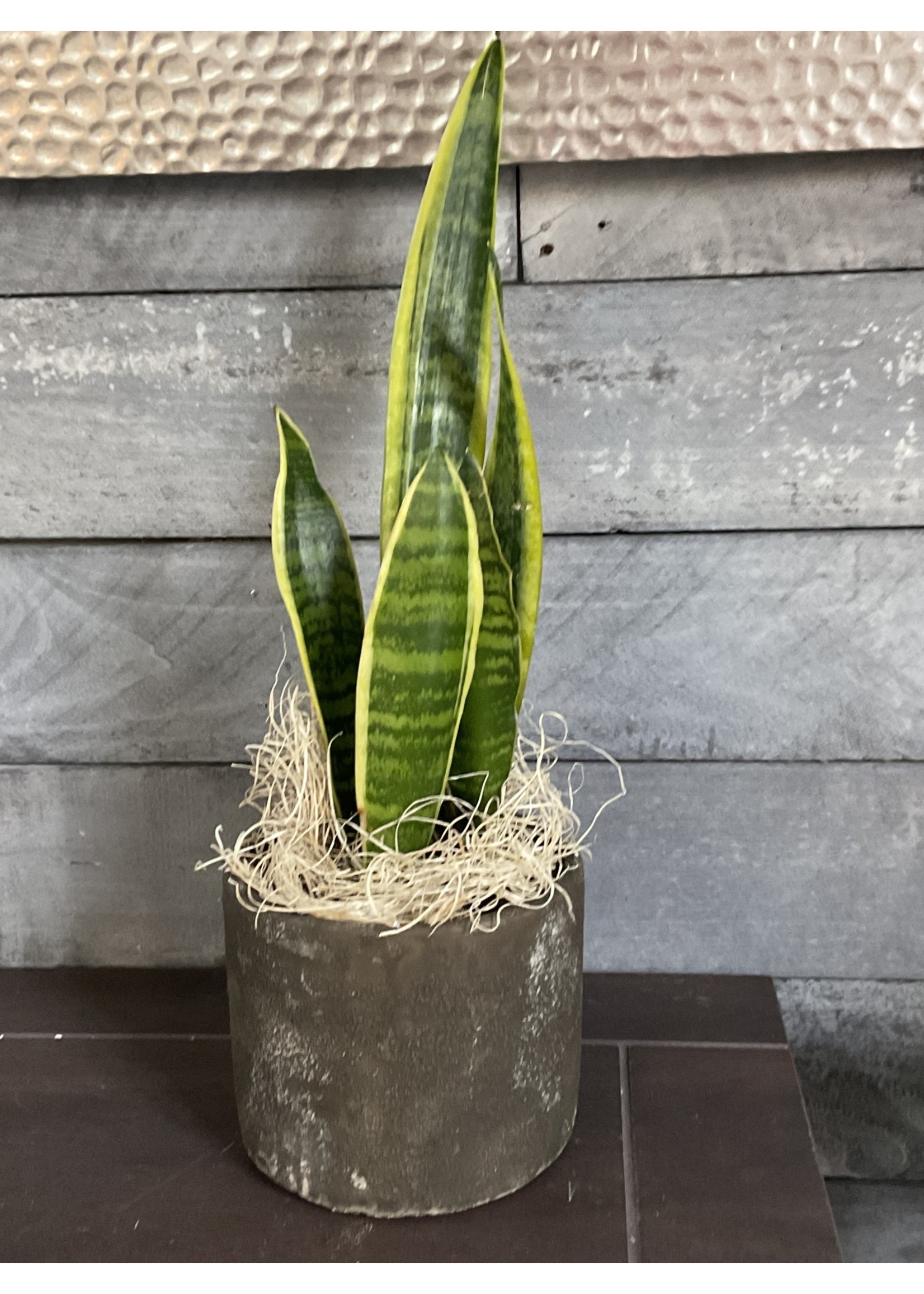 My New Favorite Thing Plant Snake Plant