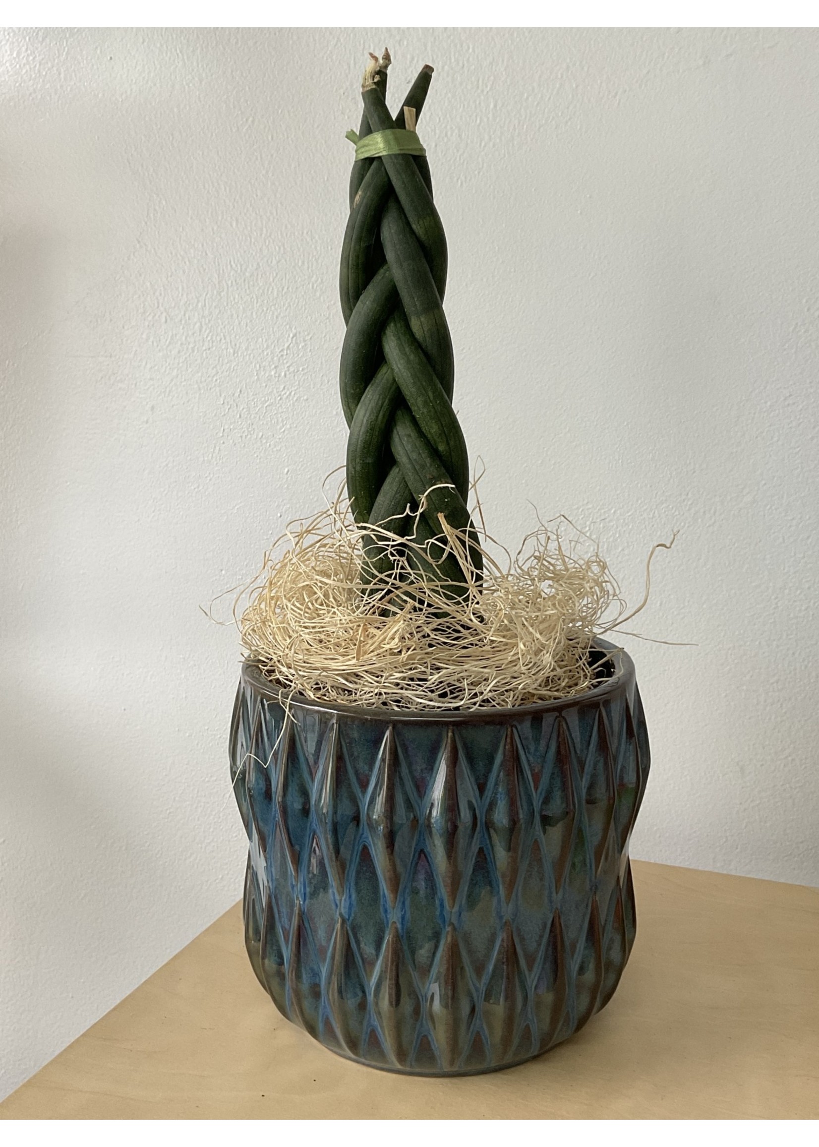 My New Favorite Thing Plant/Pot Combo- Braided Sansevieria in Royal Blue Ribbed Ceramic