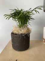 My New Favorite Thing Plant/Pot Combo Parlor Palm in Brown Ceramic