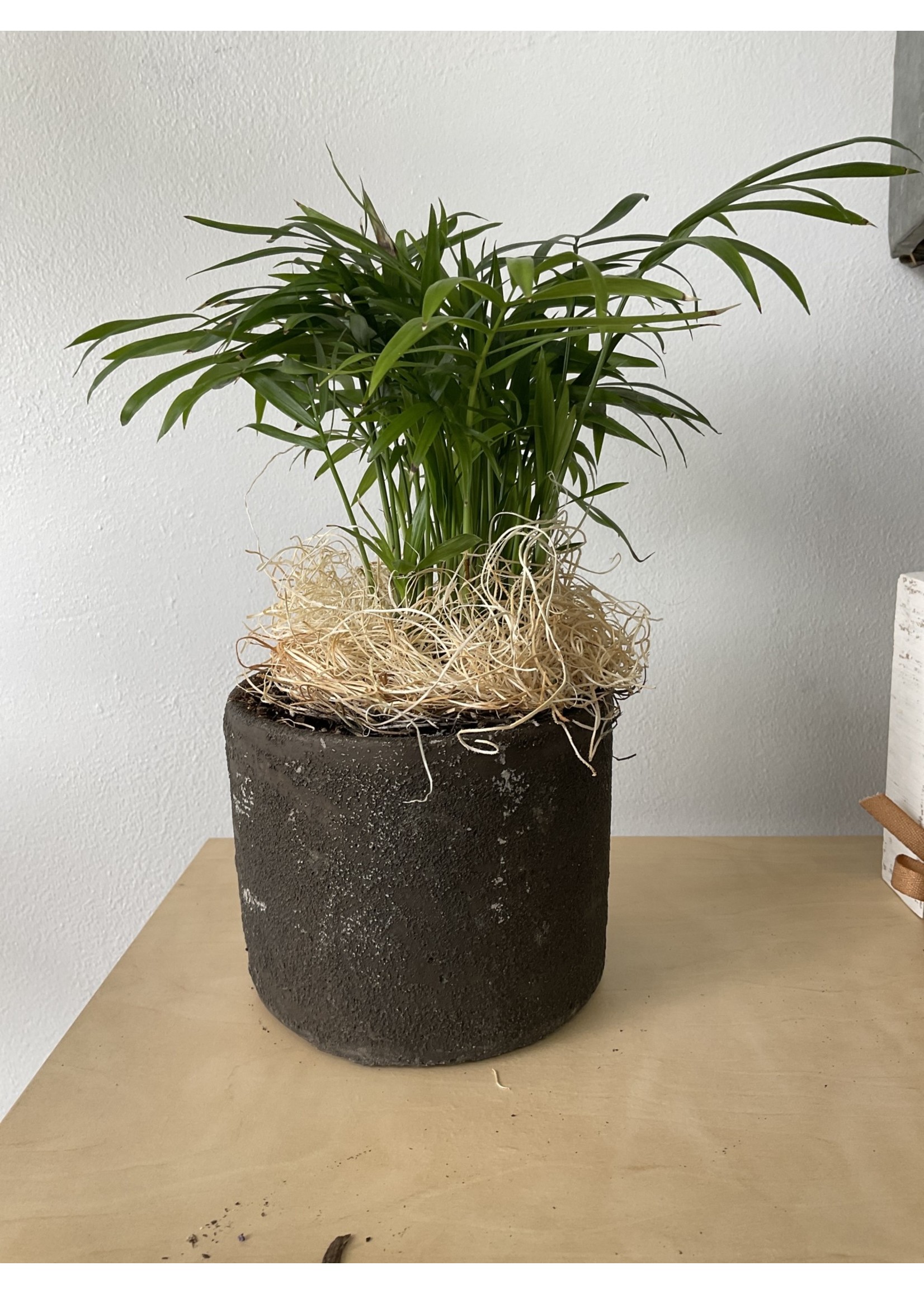 My New Favorite Thing Plant/Pot Combo Parlor Palm in Brown Ceramic