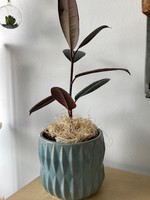 My New Favorite Thing Plant/Pot Combo- Burgundy Ficus in Green Ceramic