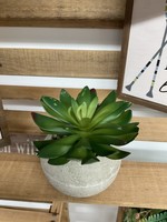 Succulent in Stone Pot, 2 Assorted