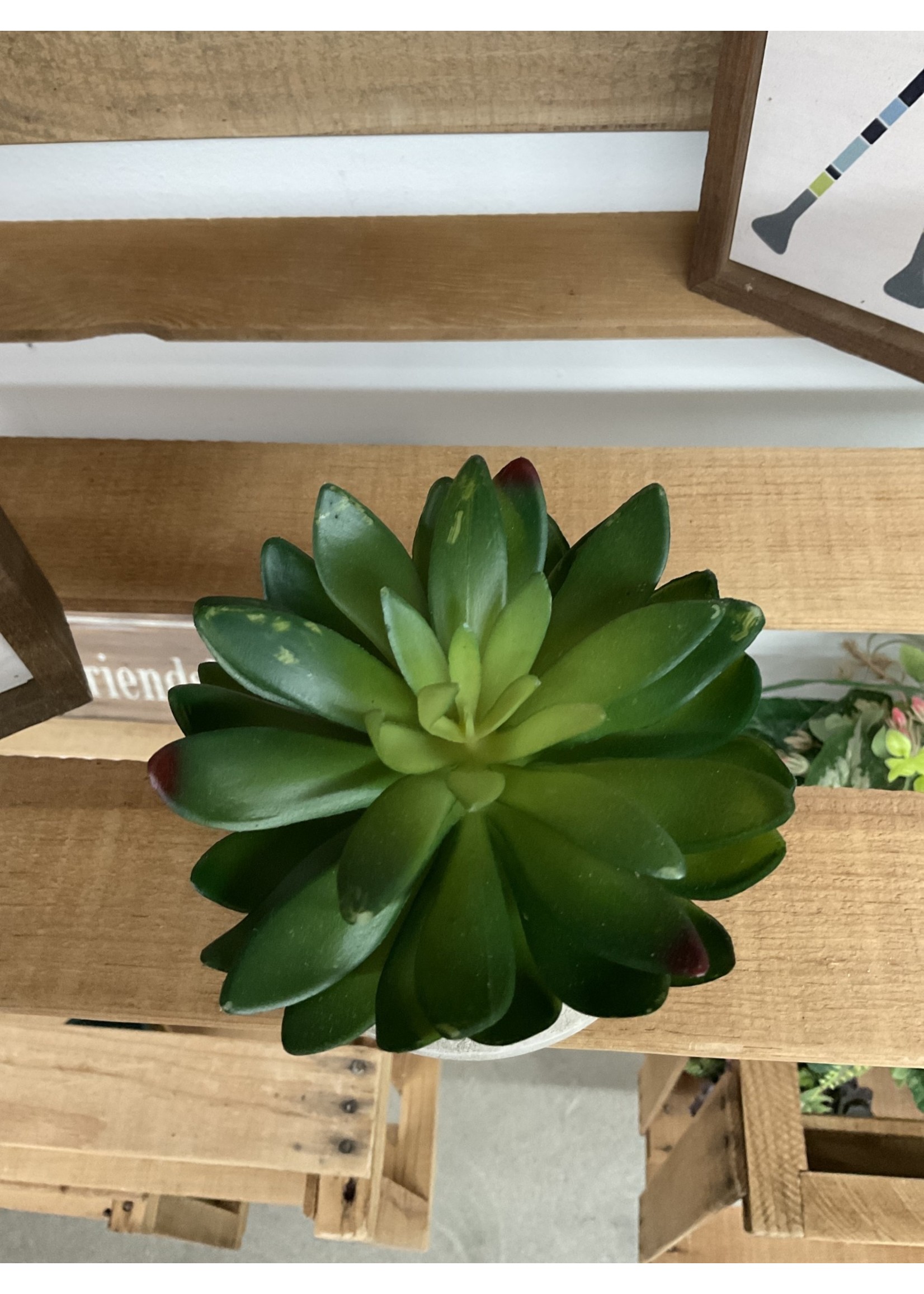 Succulent in Stone Pot, 2 Assorted