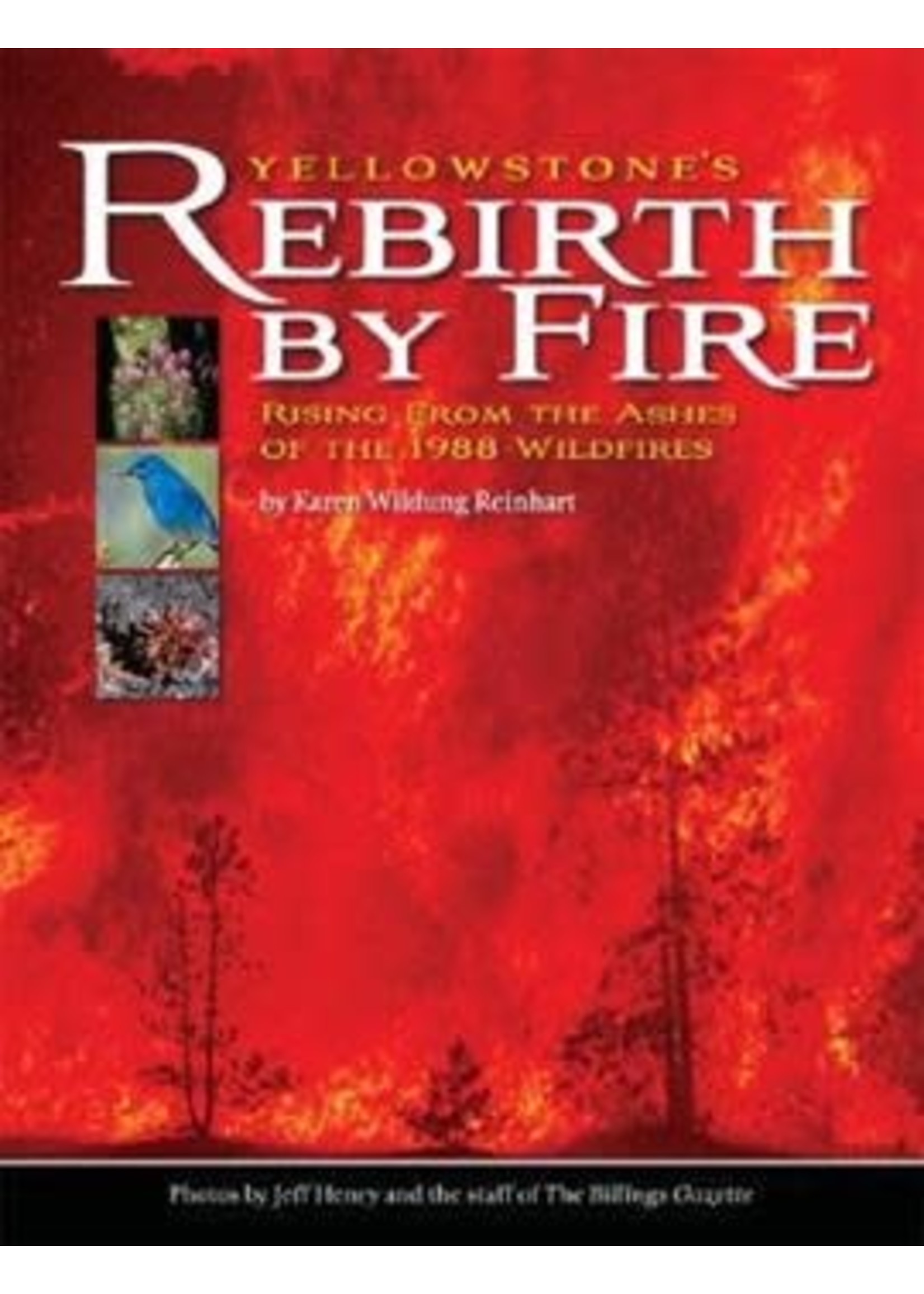 Farcountry Press Yellowstone’s Rebirth by Fire