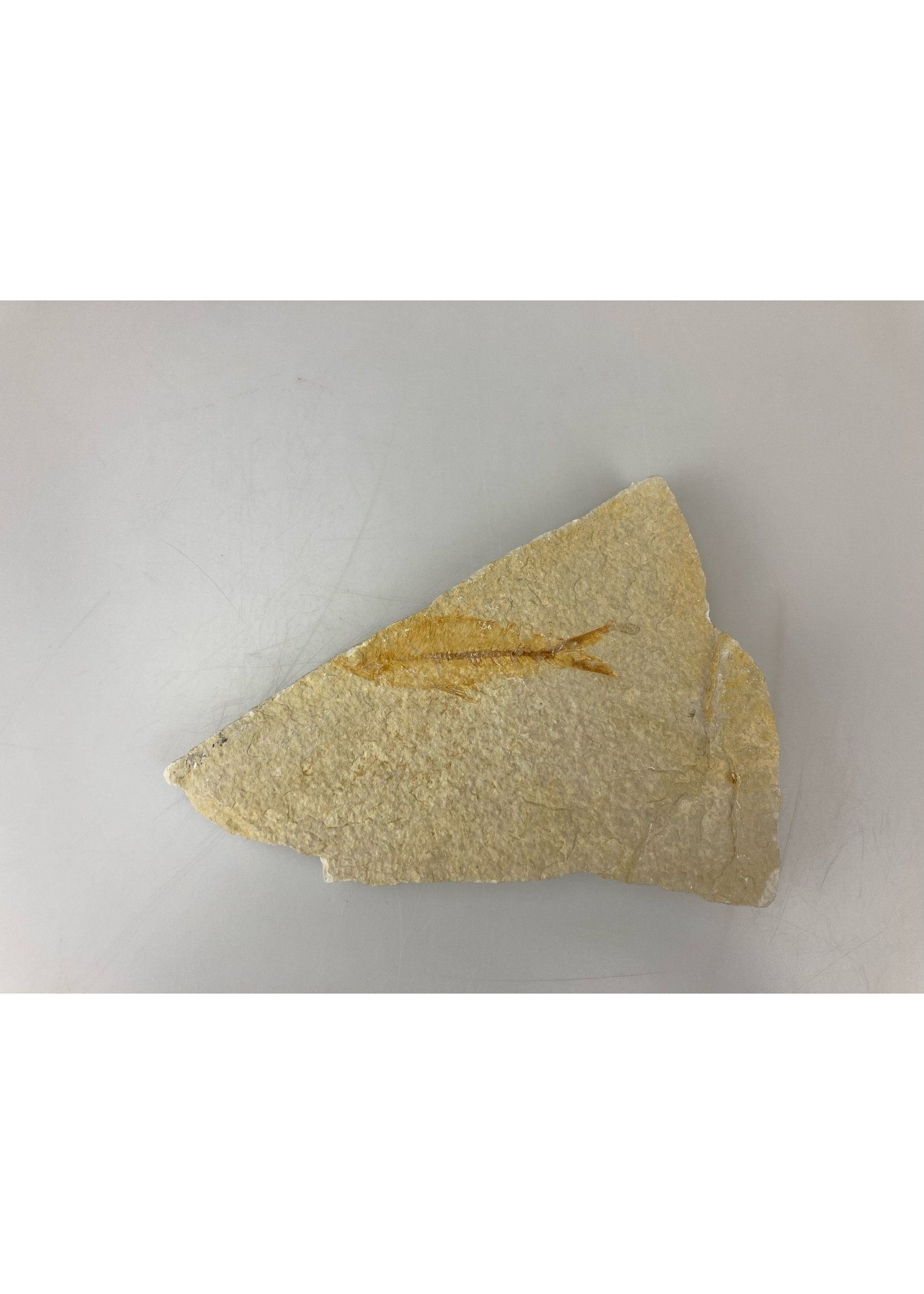 Whole Fossil