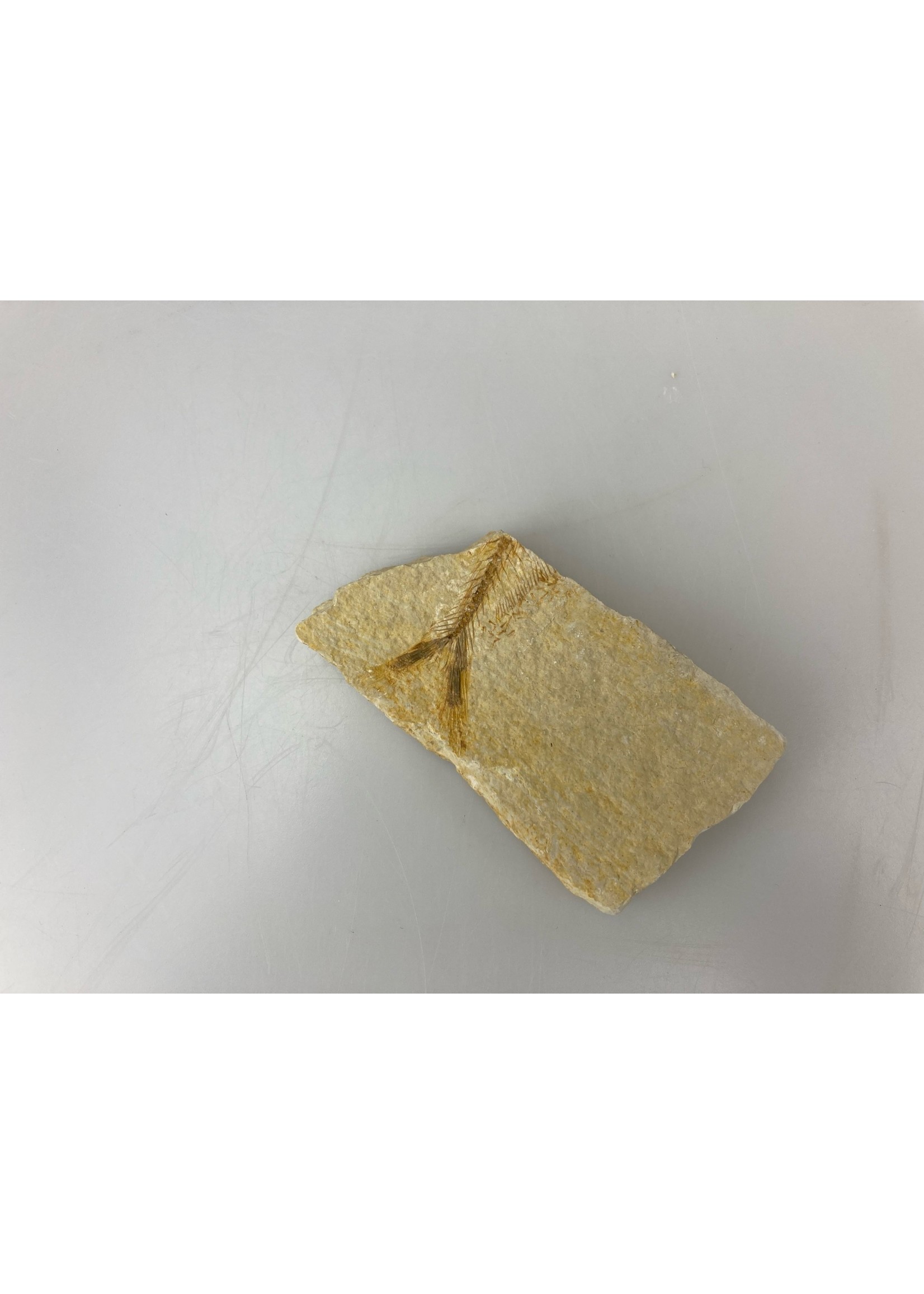 Partial Fossil
