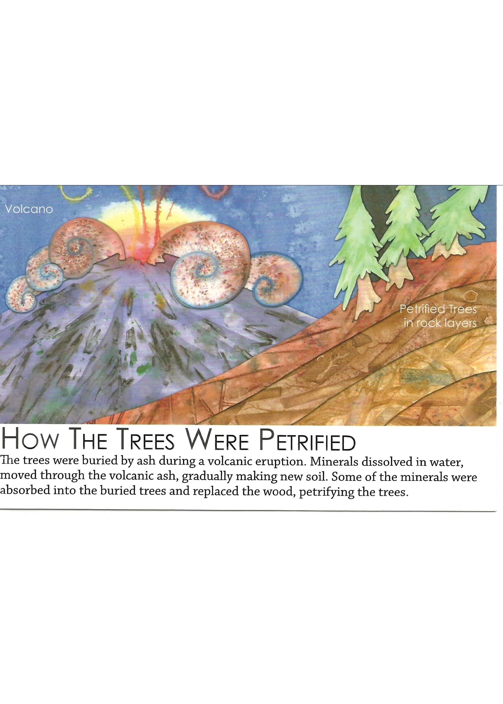 Postcard How the Trees Were Petrified