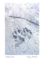 Notecard Wolf Tracks