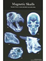 Acorn Naturalists Magnetic Skulls