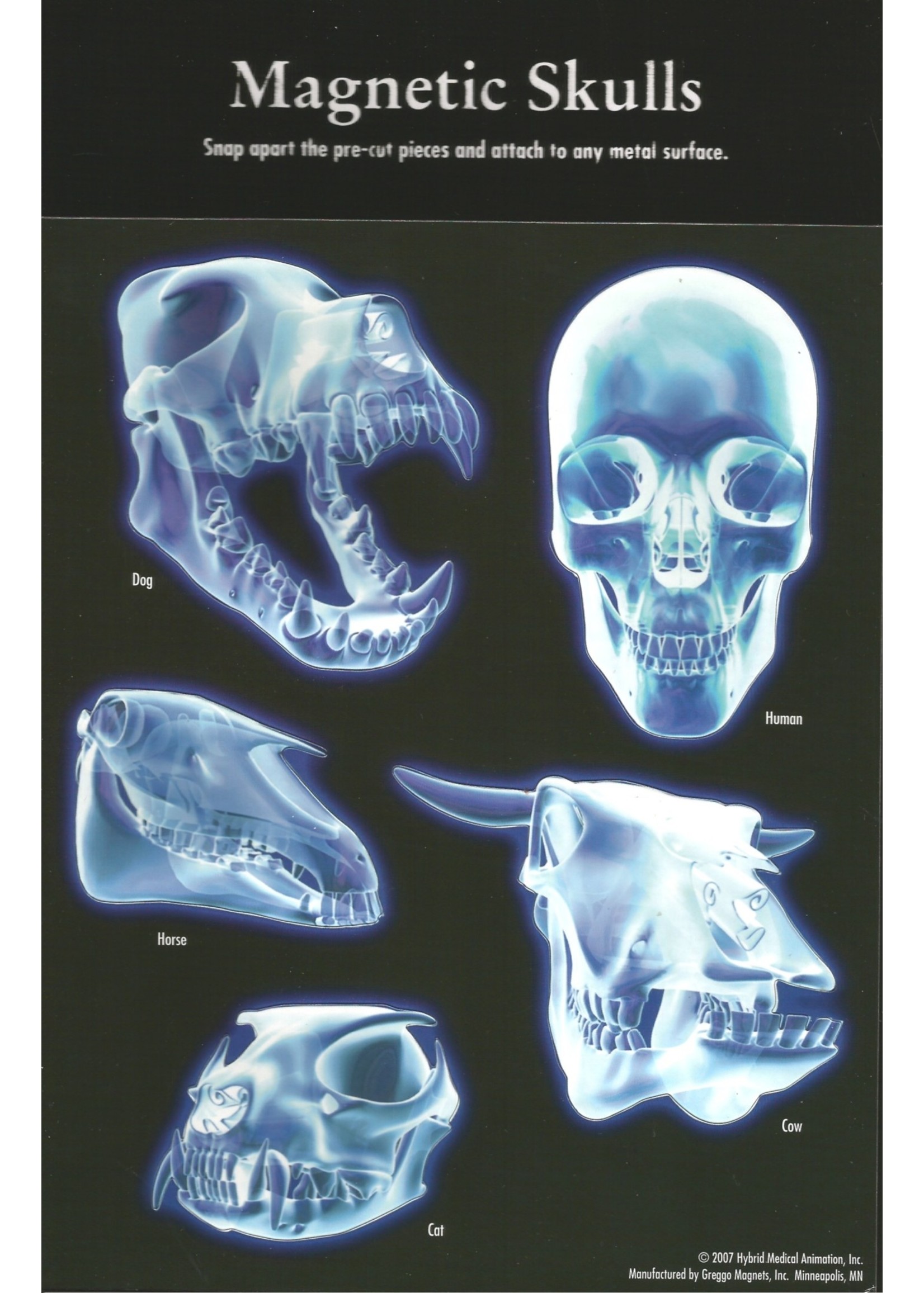 Acorn Naturalists Magnetic Skulls