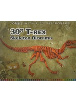 Acorn Naturalists 30" T-Rex Skeleton