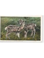 YNP Postcard Two Young Deer 24270