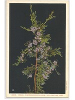 YNP 150th Cedar, Juniperus scopulorum