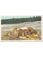 YNP Postcard The Sponge, Upper Geyser Basin