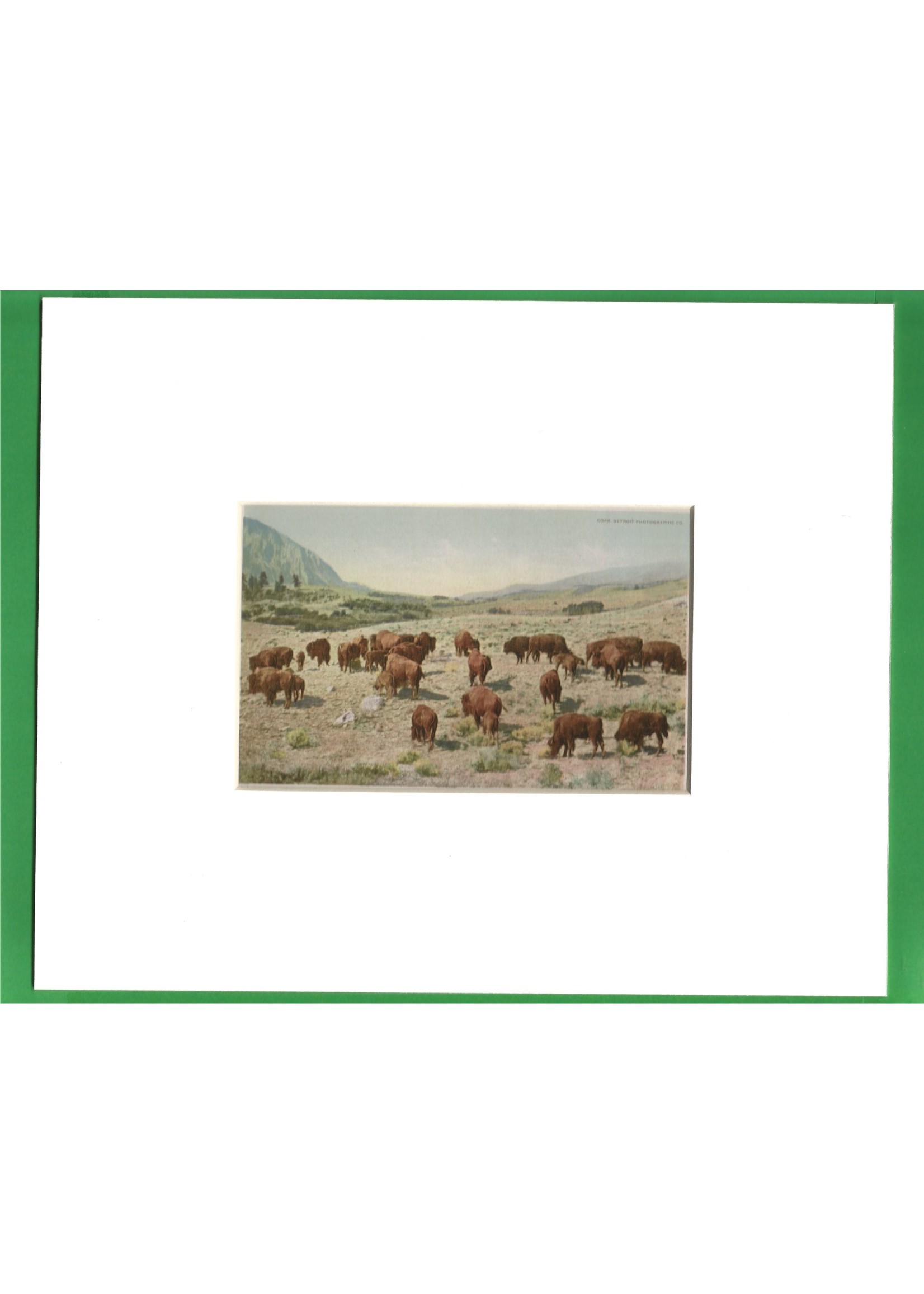 Mirage & Lineco YNP 150th Buffalo Herd, Ft Yellowstone