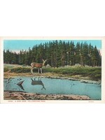 YNP Postcard Park Deer