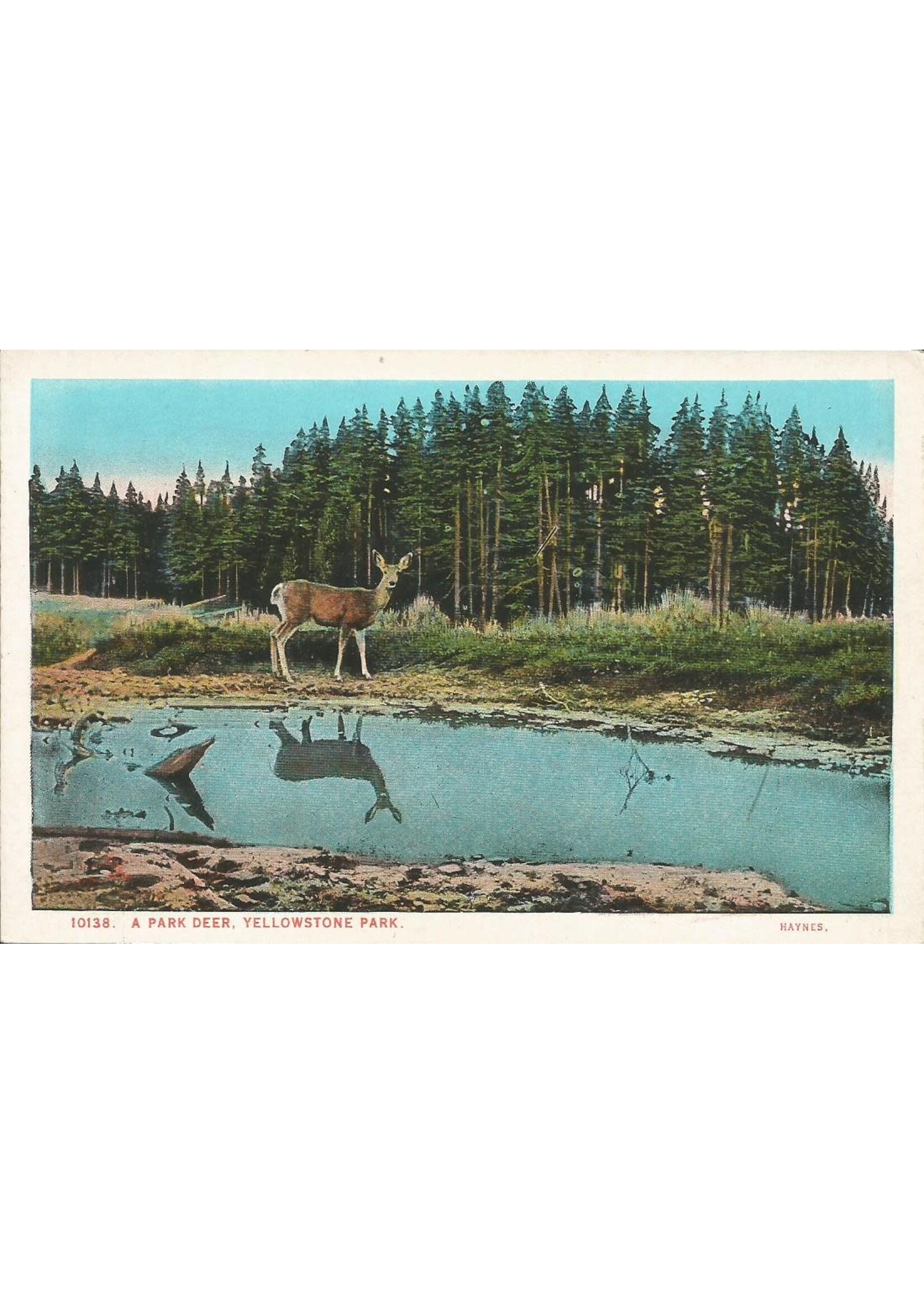 YNP Postcard Park Deer