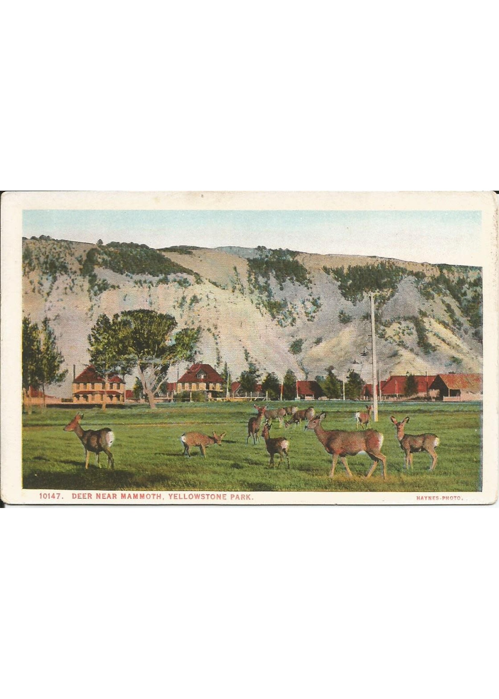 YNP Postcard Deer Near Mammoth 10147