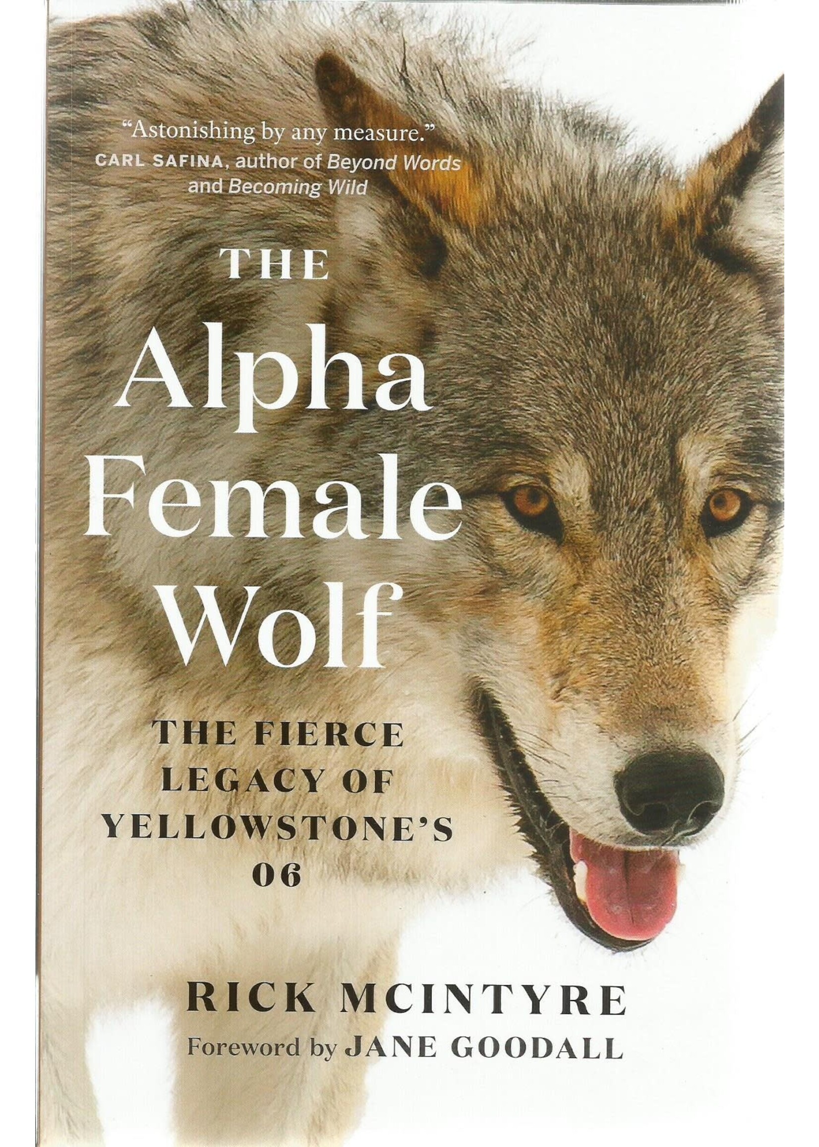 The Alpha Female Wolf