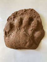 ANW 3D Printed Black Bear Paw Cast