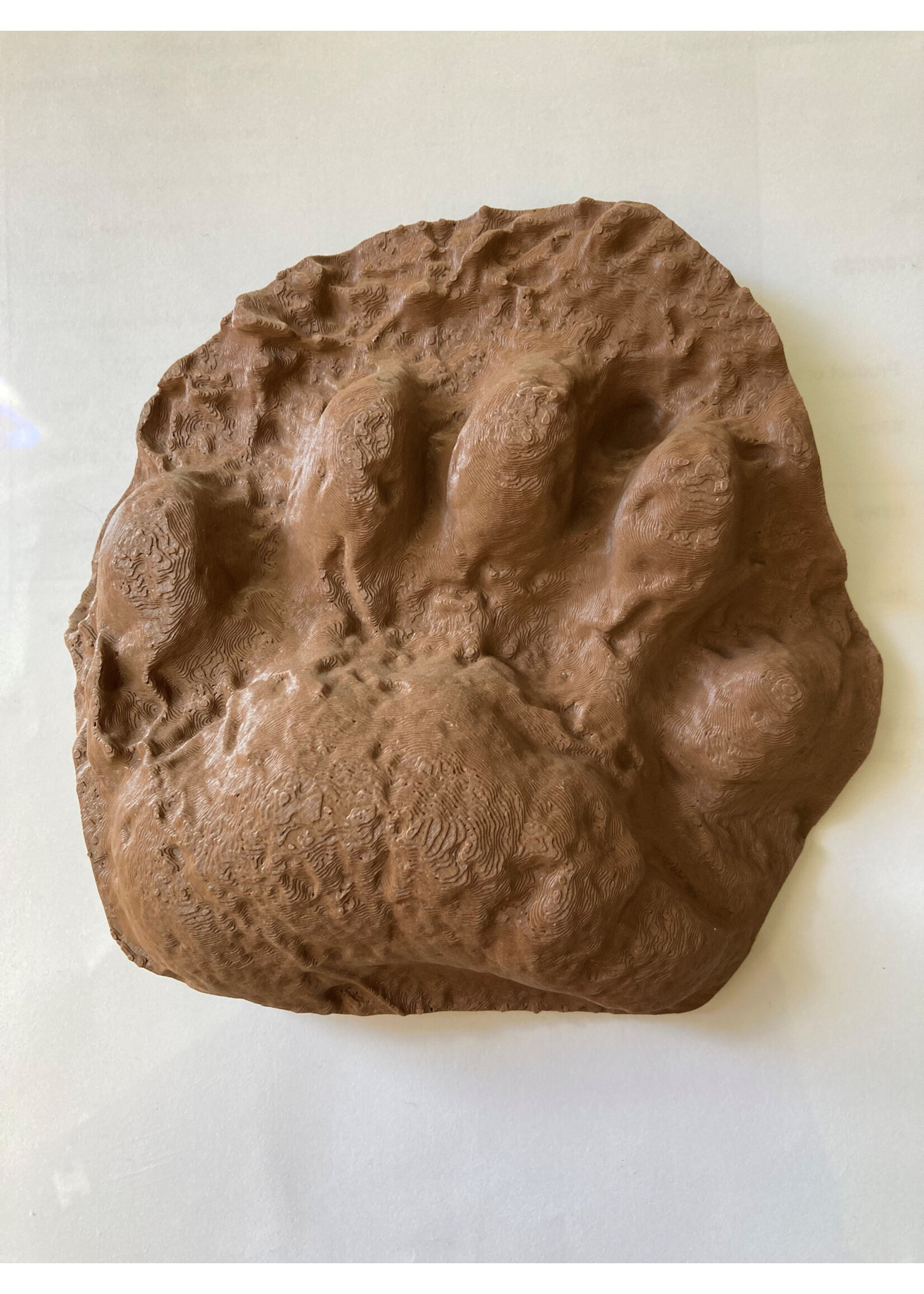 ANW 3D Printed Black Bear Paw Cast