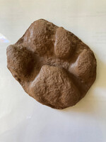 ANW 3D Printed Cougar Paw Cast