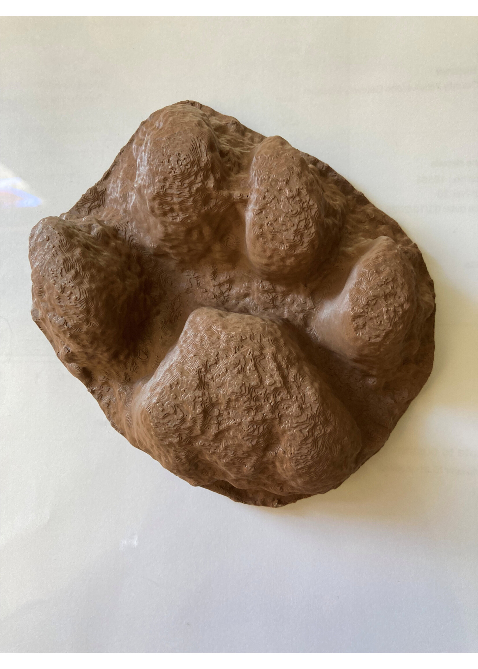 ANW 3D Printed Cougar Paw Cast