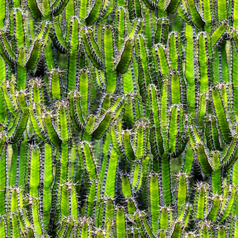 HF - Natures Narratives - R4676-71-Lime