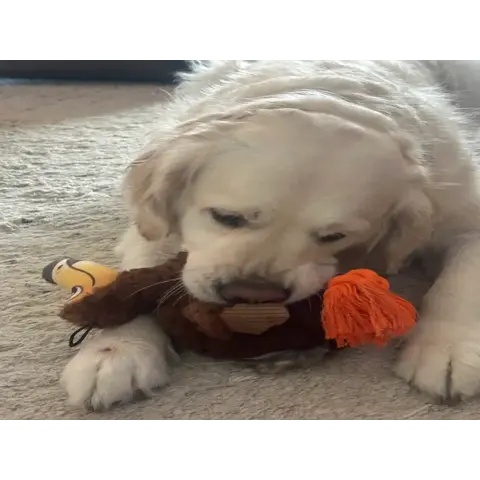 Steel Dog Toy - Ruffian Dodo Bird