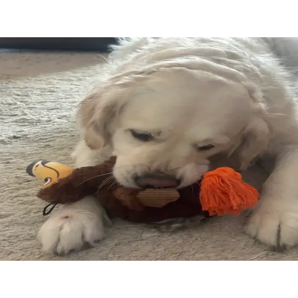  Steel Dog Toy - Ruffian Dodo Bird