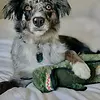 Steel Dog Toy - Ruffian Dino T-Rex