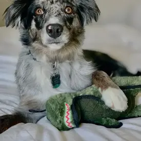  Steel Dog Toy - Ruffian Dino T-Rex