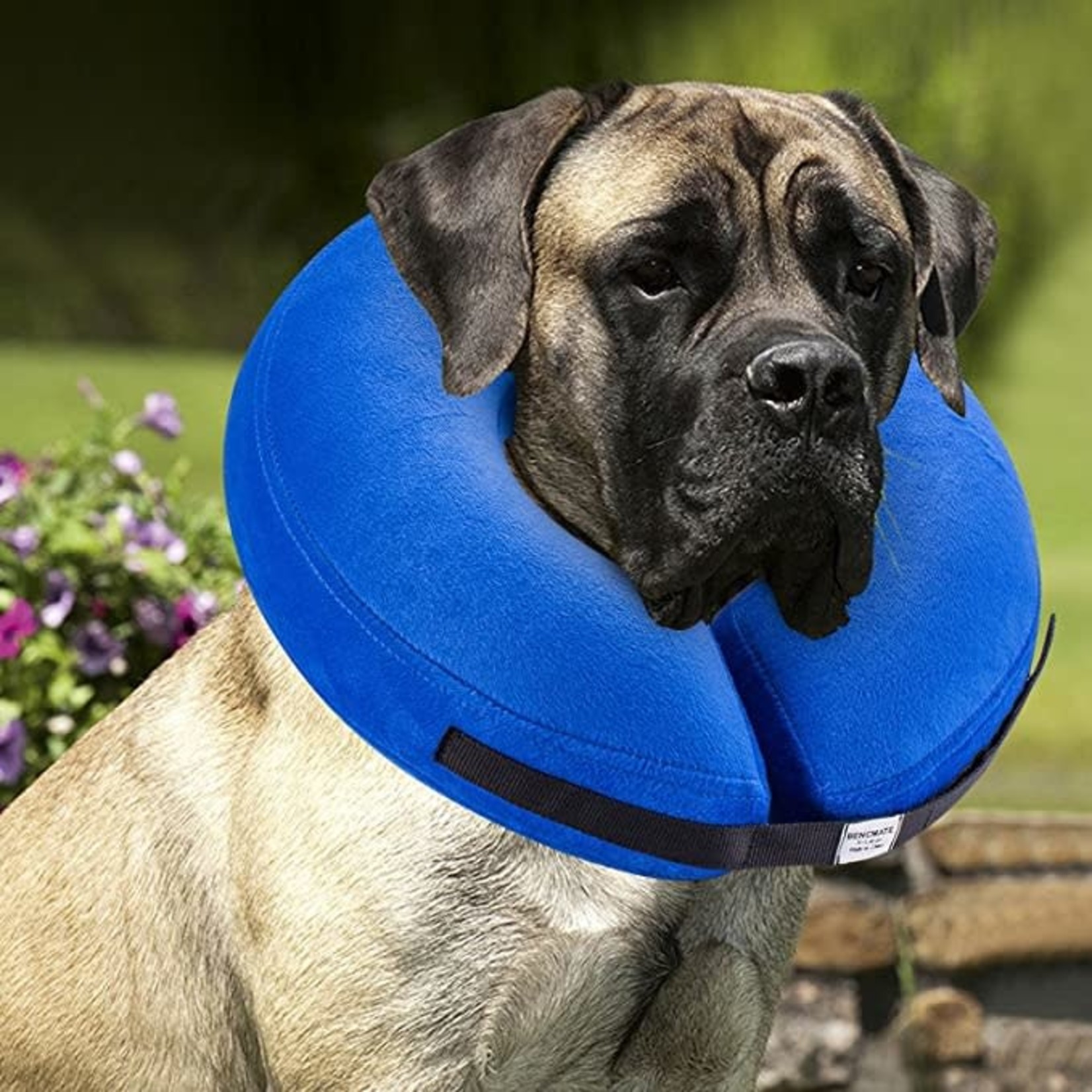 Inflatable Collar- XL- Dogs and Cats- Blue