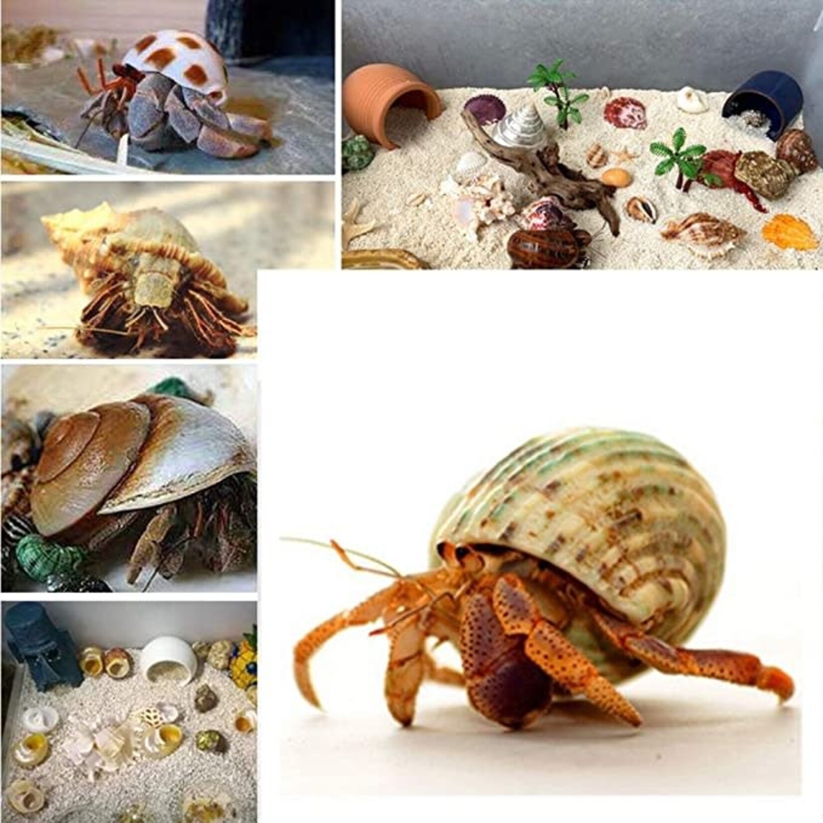 Petawi Hermit Crab Shells