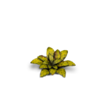 Gamers Grass Dumb Cane - Laser Plants - Gamers Grass