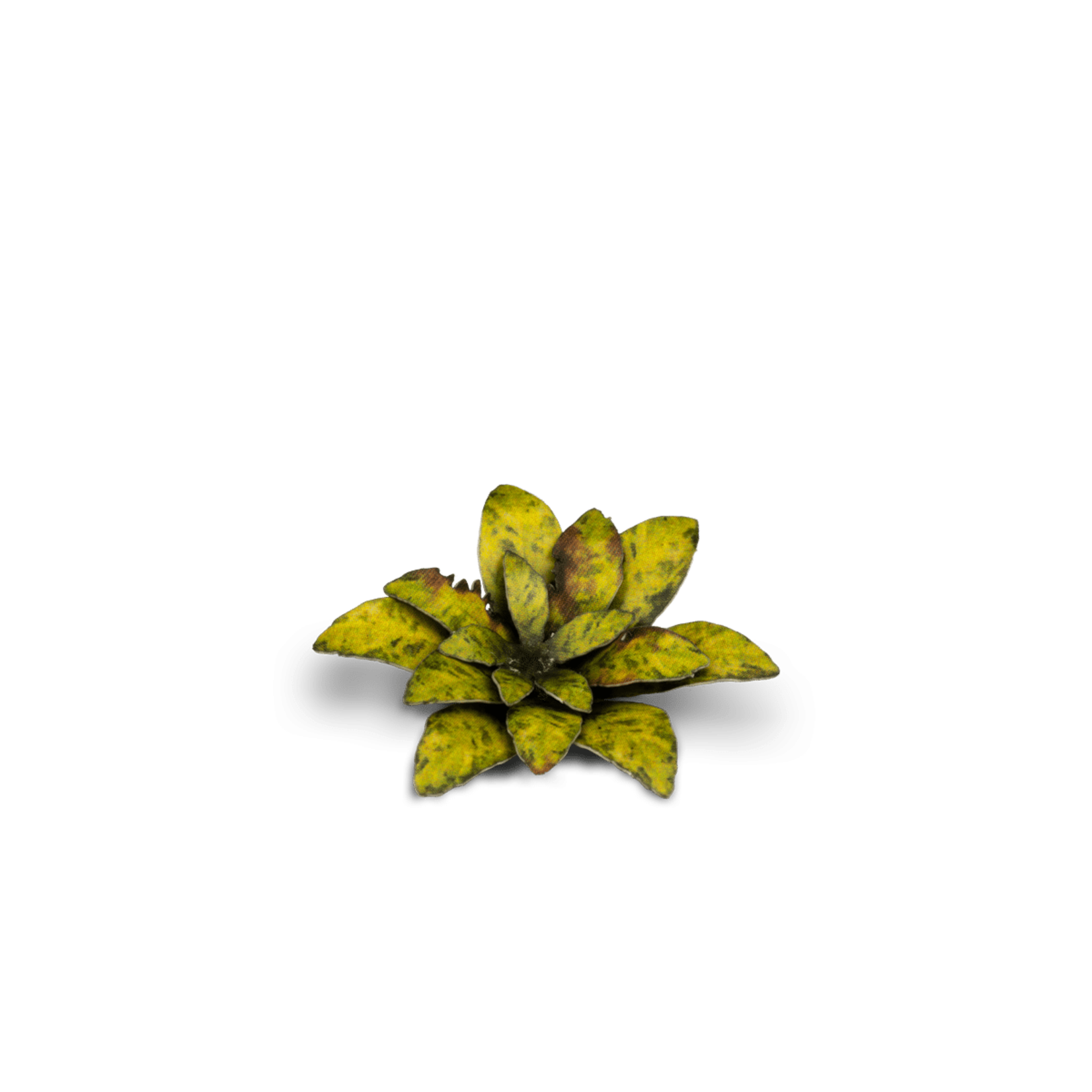 Gamers Grass Dumb Cane - Laser Plants - Gamers Grass