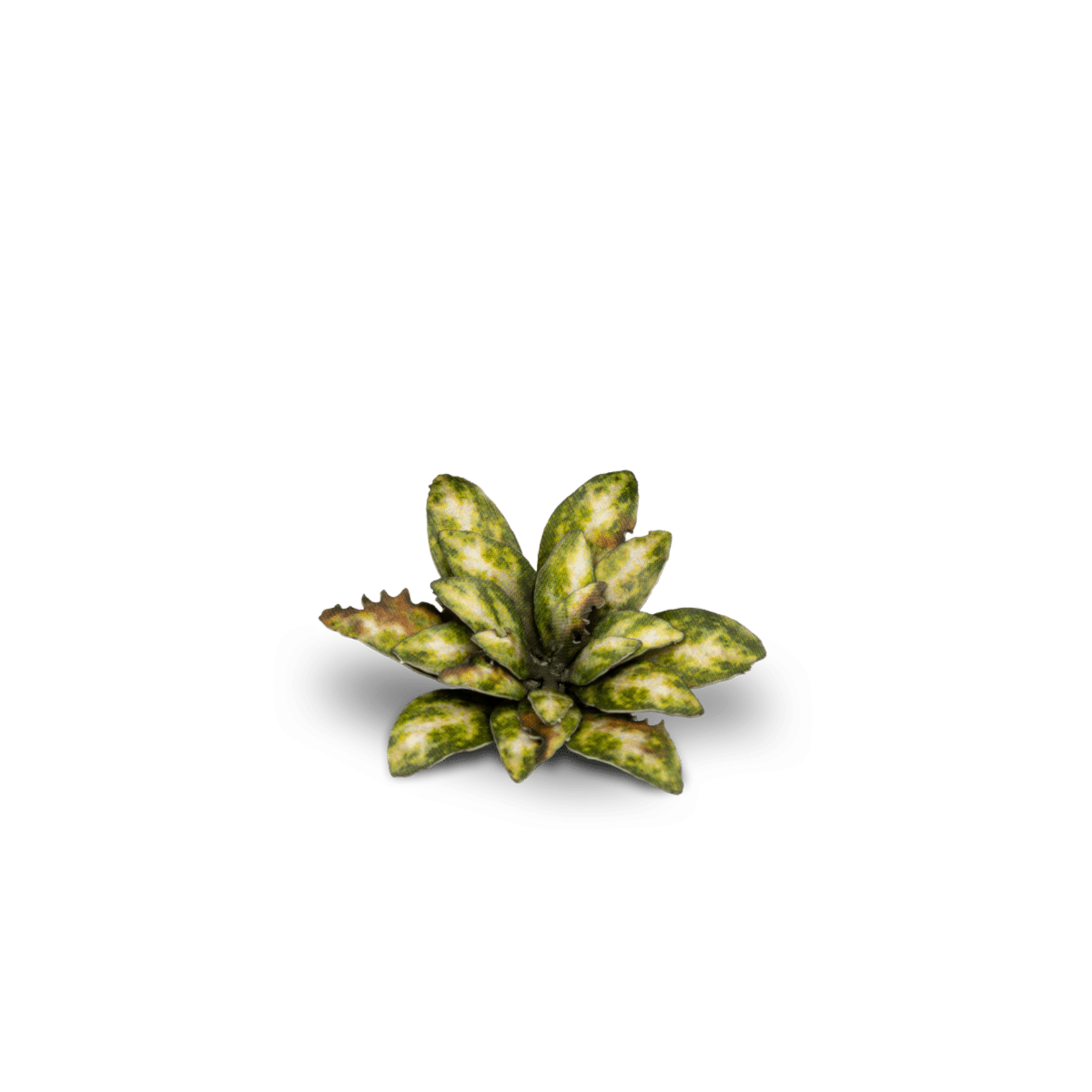 Gamers Grass Dumb Cane - Laser Plants - Gamers Grass