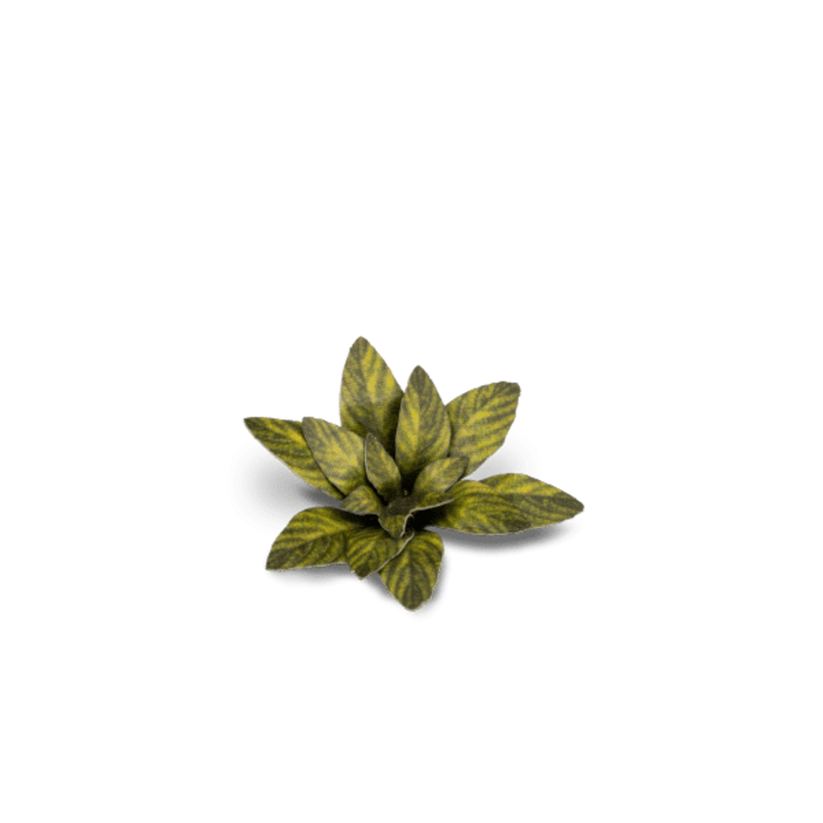 Gamers Grass Dumb Cane - Laser Plants - Gamers Grass