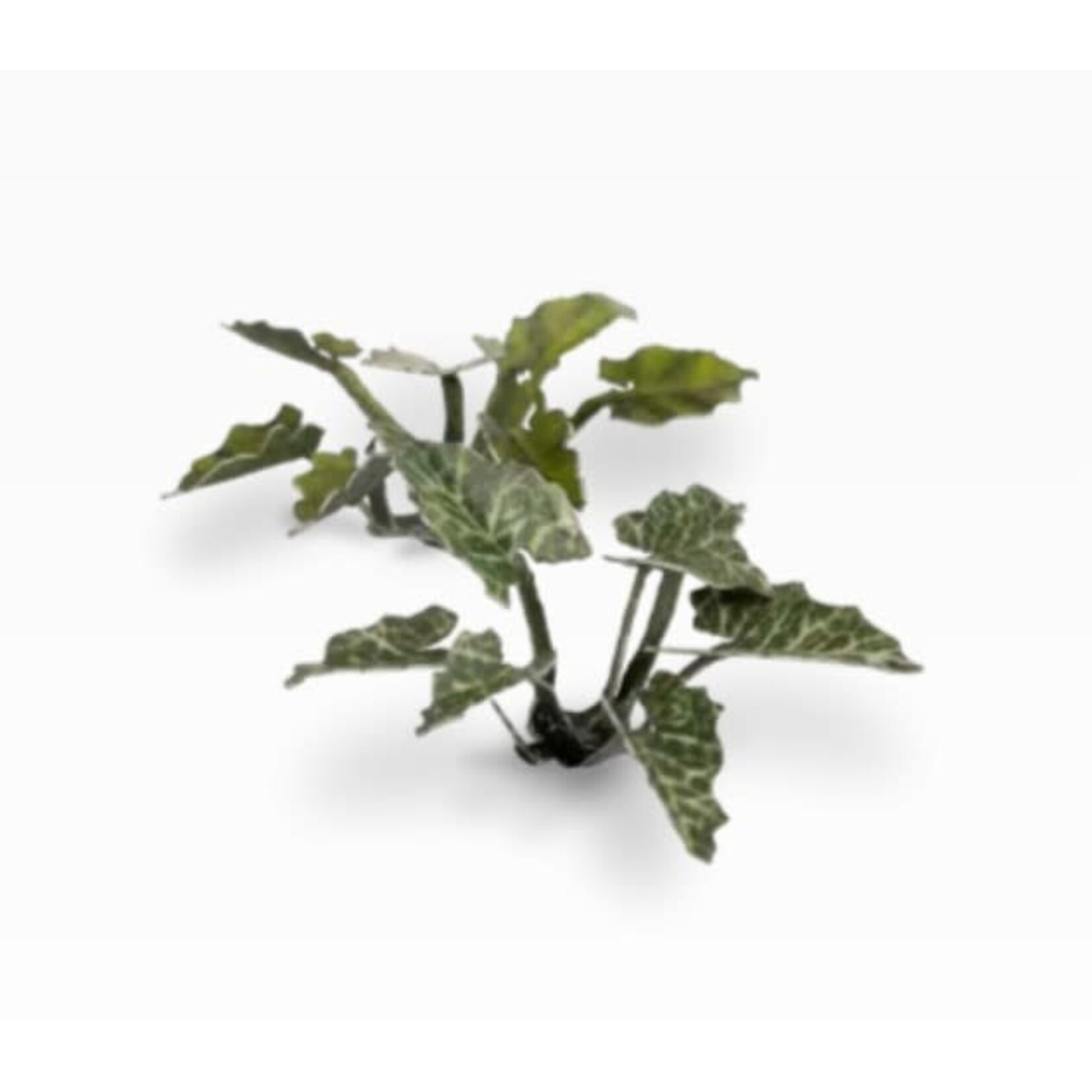 Gamers Grass Lords and Ladies - Laser Plants - Gamers Grass