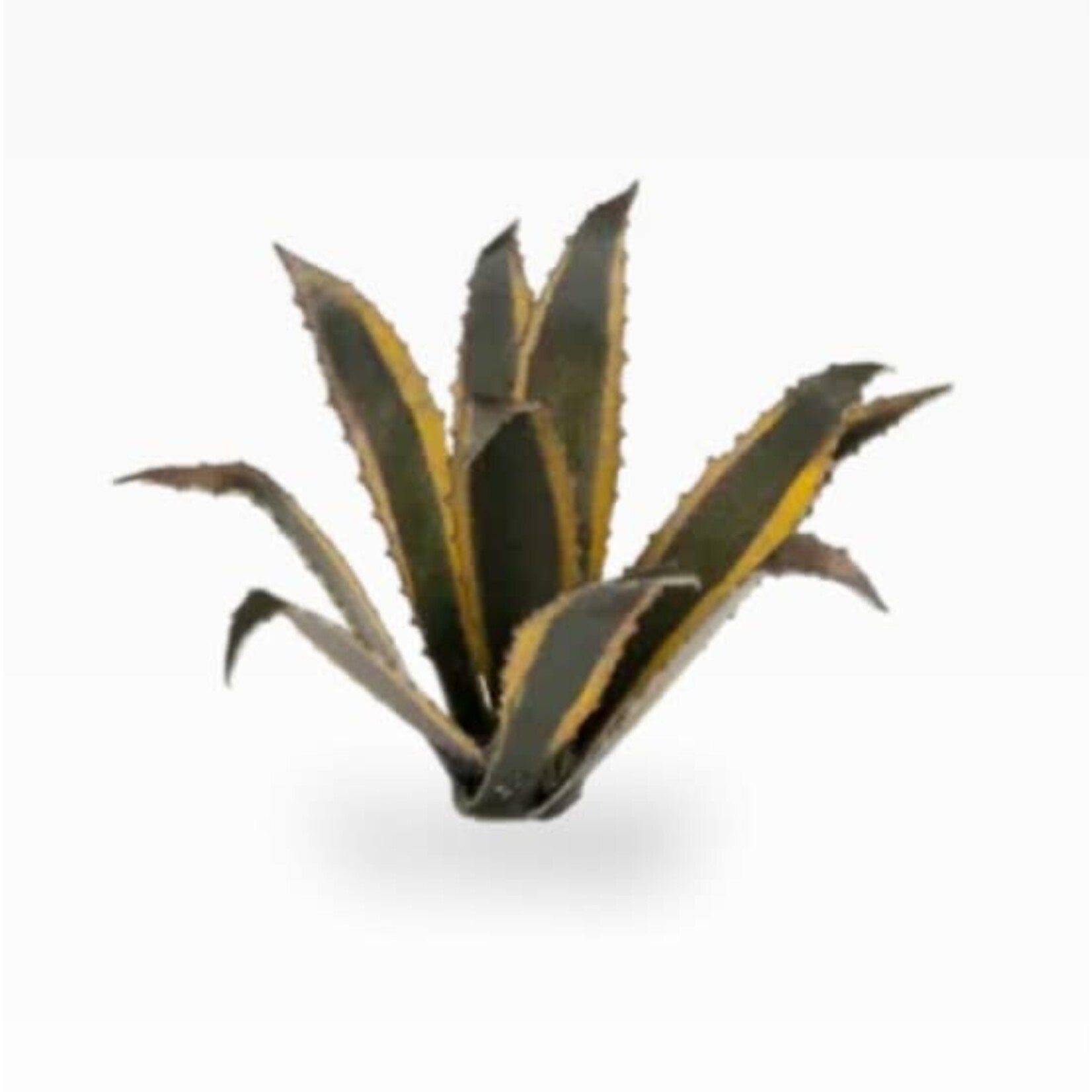 Gamers Grass Agave - Laser Plants - Gamers Grass