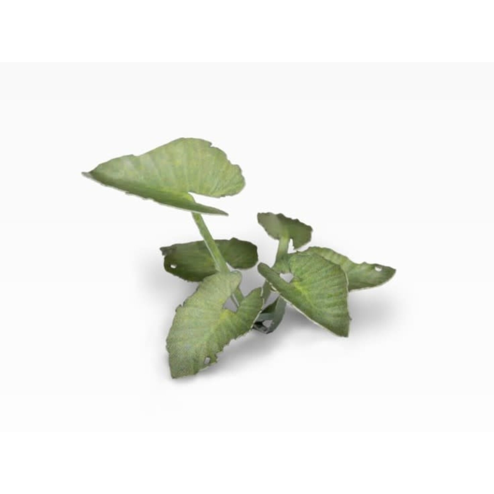 Gamers Grass Elephant Ear - Laser Plants - Gamers Grass