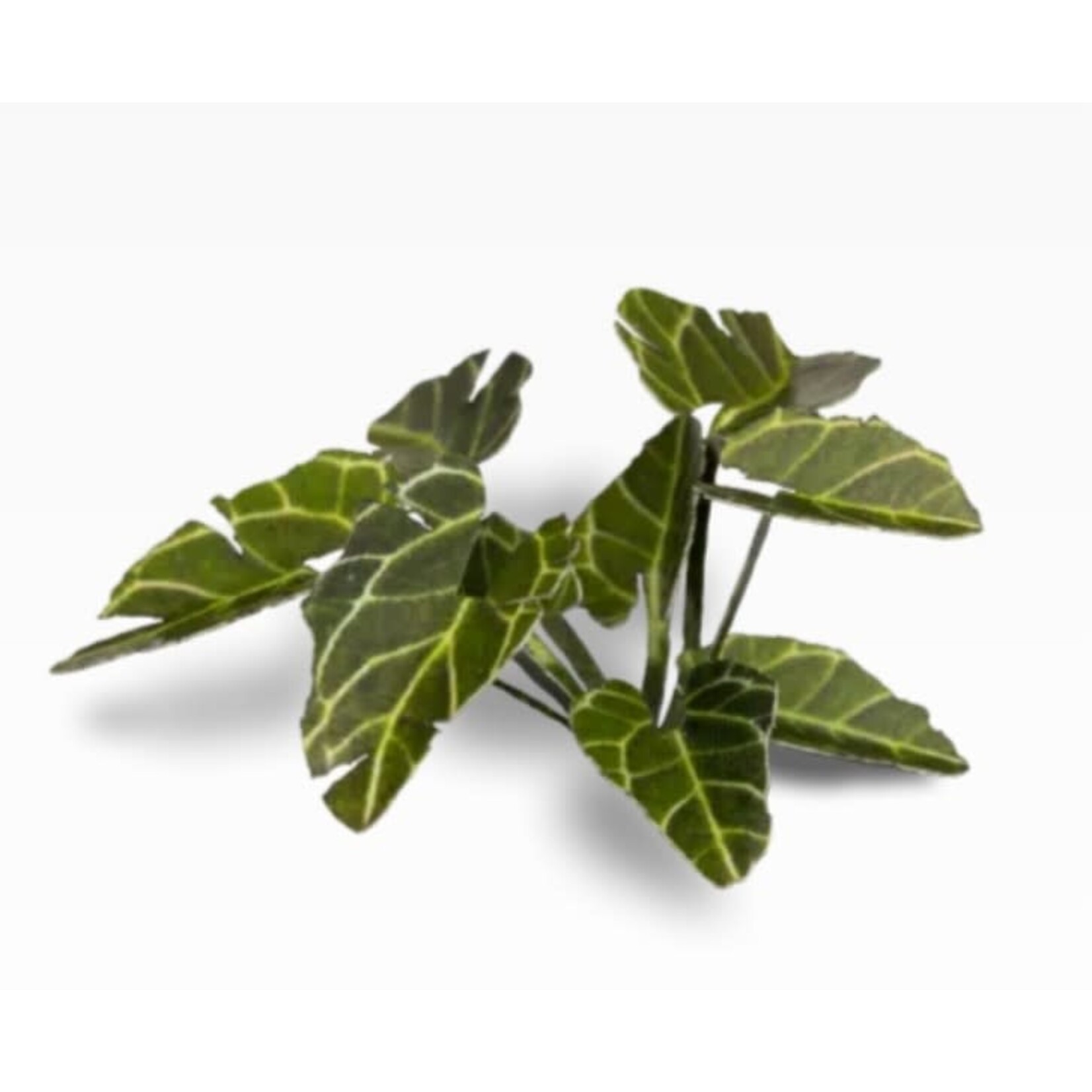Gamers Grass Elephant Ear - Laser Plants - Gamers Grass