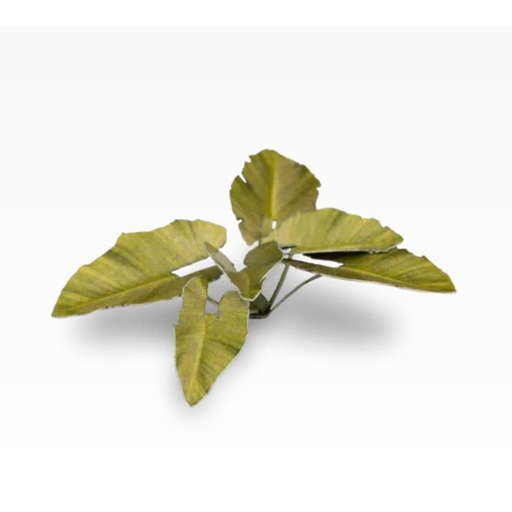 Gamers Grass Elephant Ear - Laser Plants - Gamers Grass